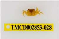 藏品(太魯閣澤蟹)的圖片